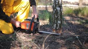 Reliable Southlake, TX Tree Removal Solutions