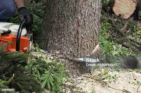 Best Stump Grinding and Removal  in Southlake, TX