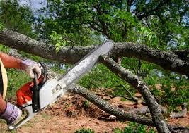 How Our Tree Care Process Works  in  Southlake, TX