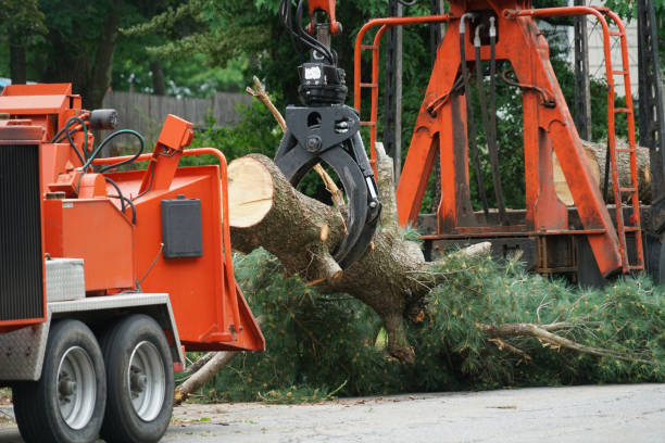 How Our Tree Care Process Works  in  Southlake, TX