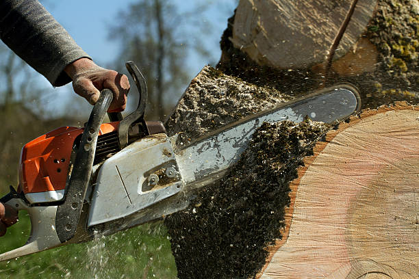 Best Stump Grinding and Removal  in Southlake, TX